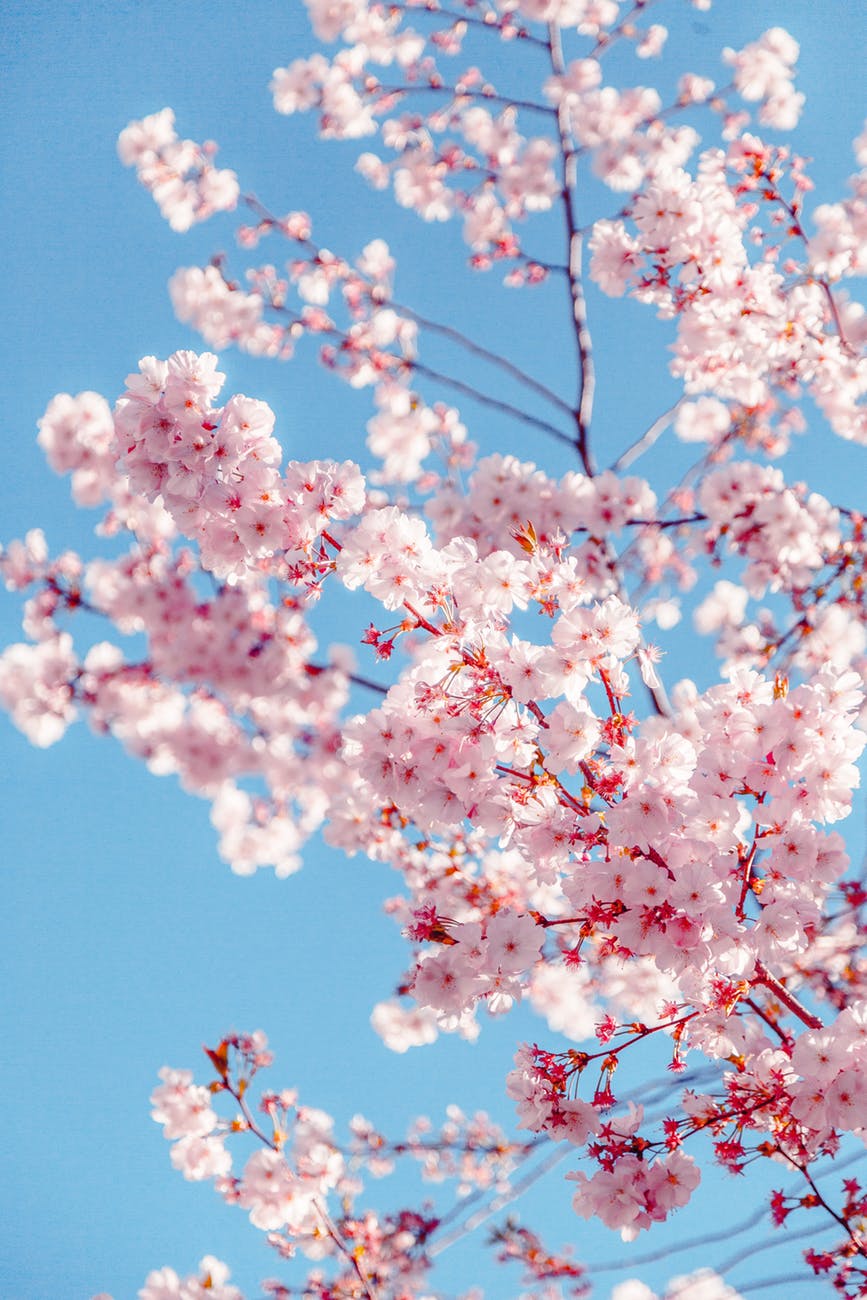 Photo de Oleg Magni sur Pexels.com (https://www.pexels.com/photo/sakura-tree-2033997/)