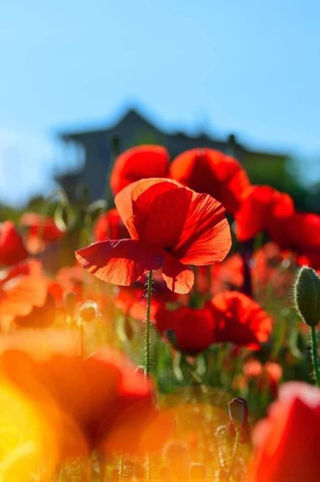 De magnifiques coquelicots photographiés en gros plan !