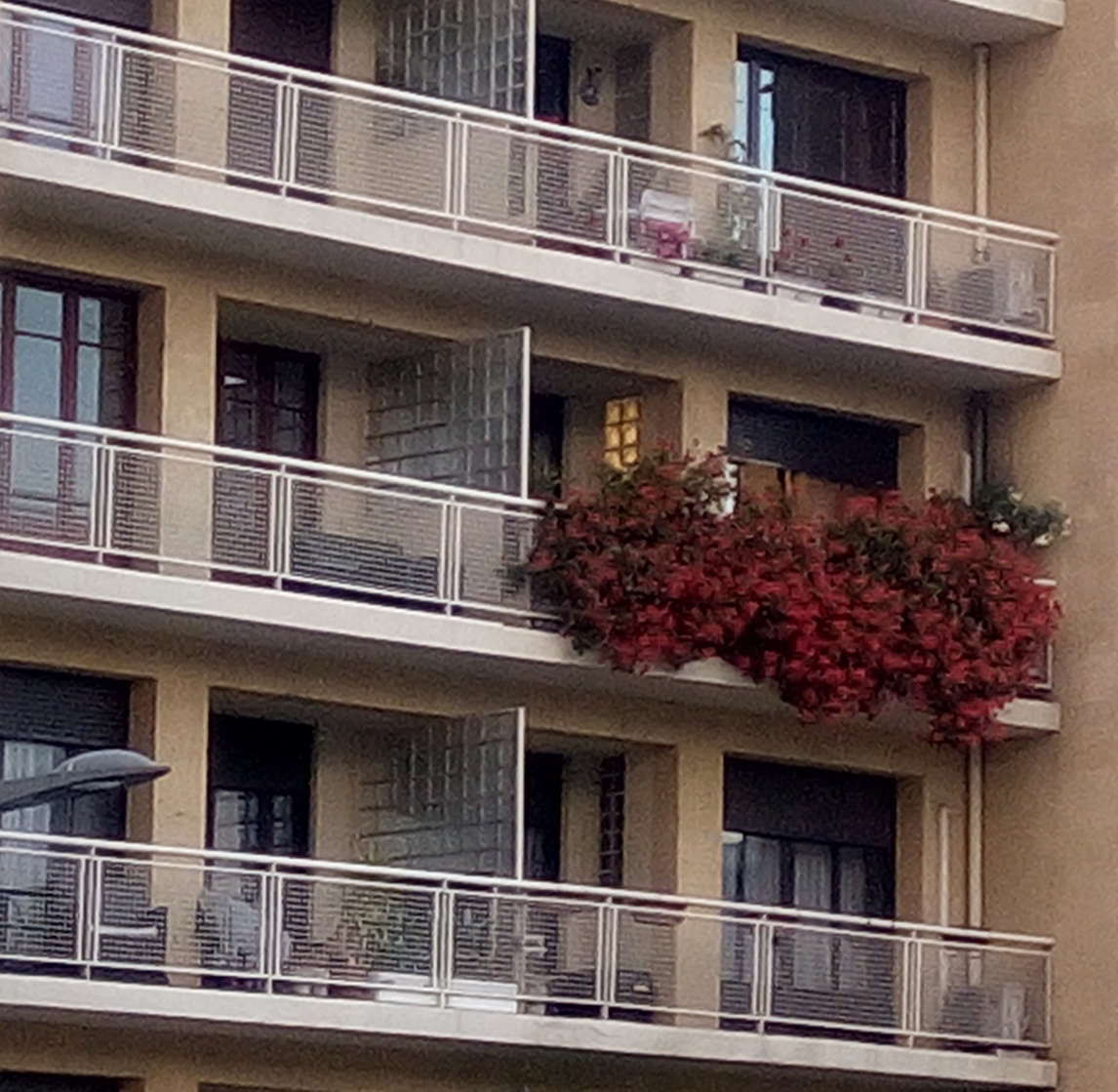 Un magnifique massif de fleurs rouges sur un balcon.