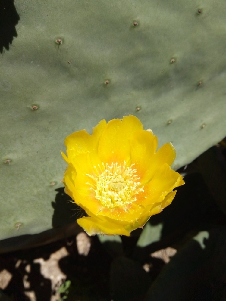 Une fleur de cactus