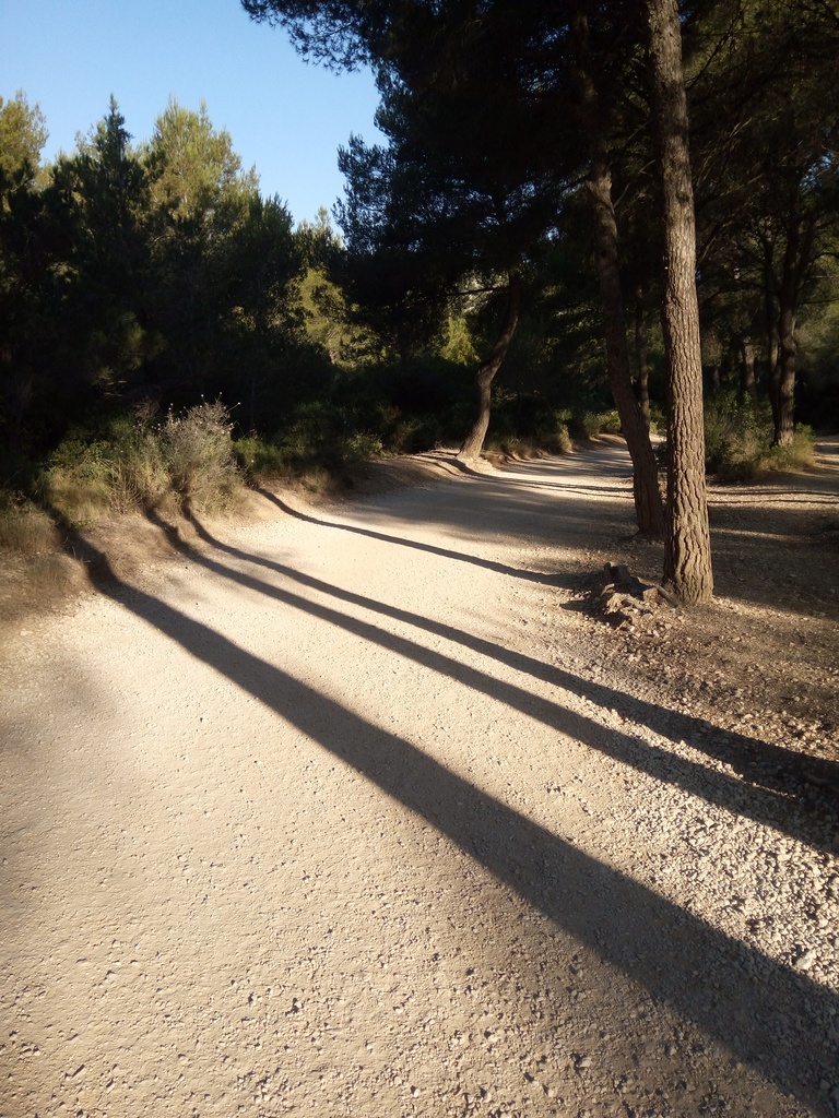 Un chemin bordé d'arbres et recouvert de leurs ombres...